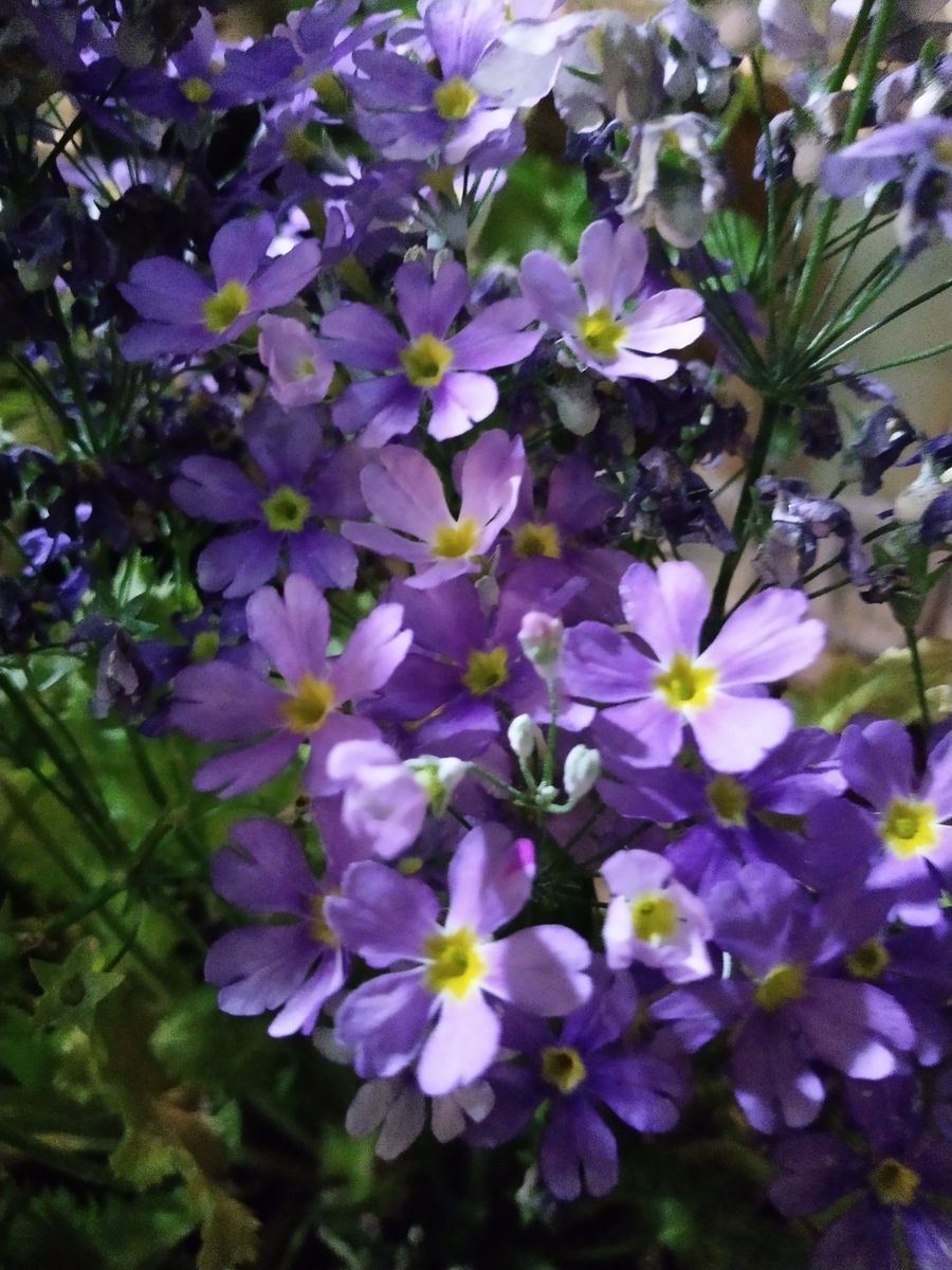 f:id:rikkachange:20190424113137j:plain