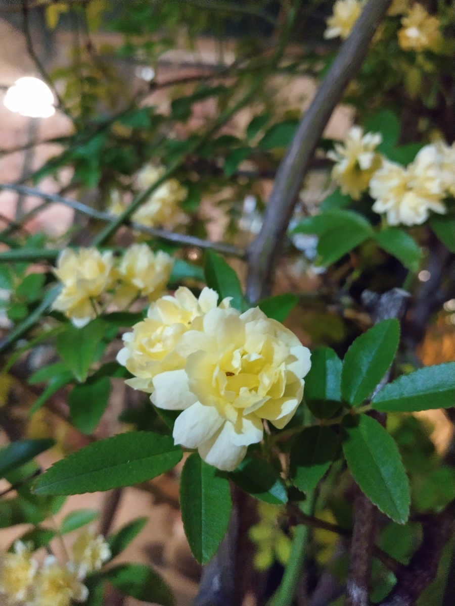 f:id:rikkachange:20190424113213j:plain