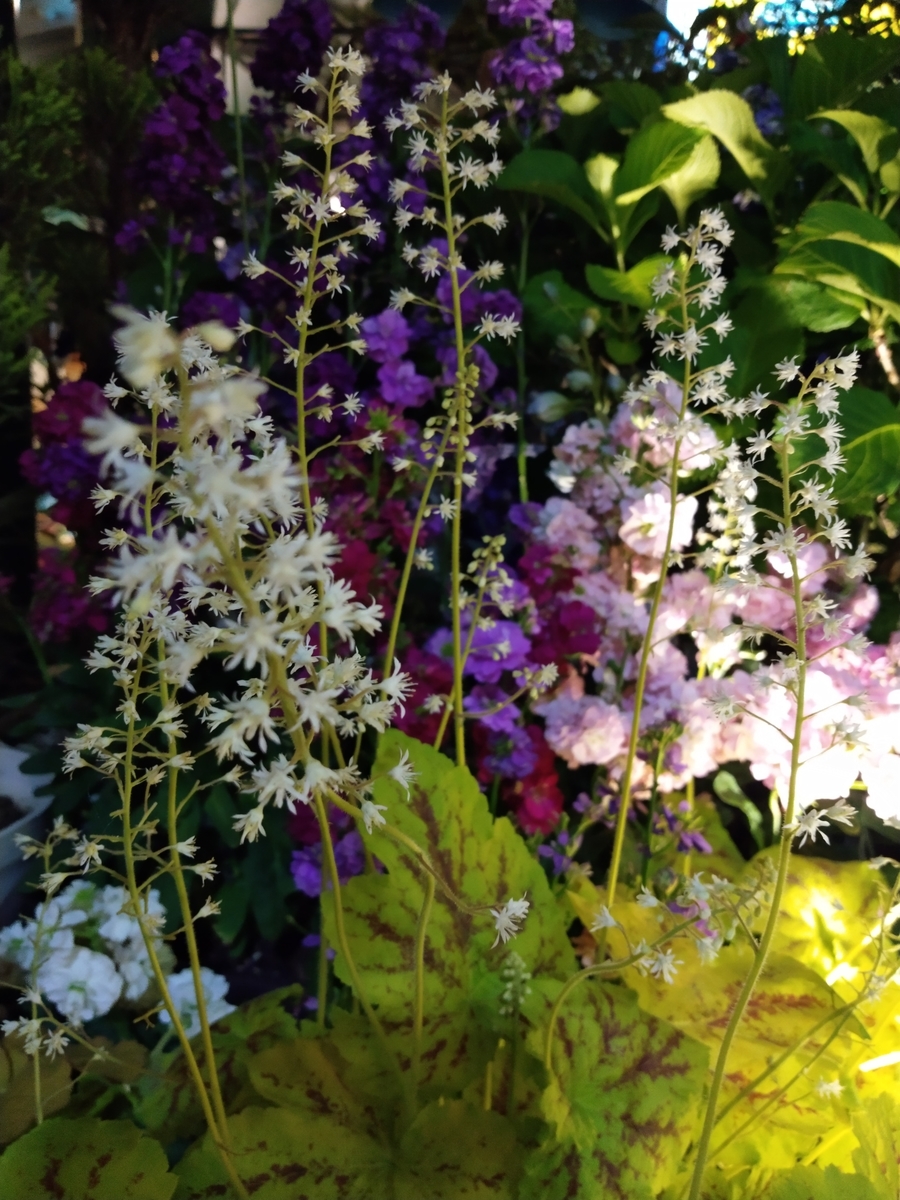 f:id:rikkachange:20190424113247j:plain