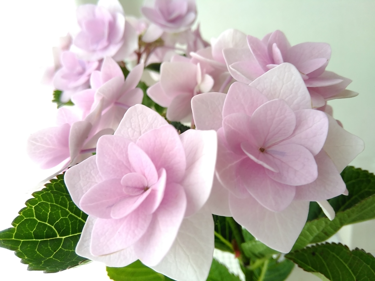 f:id:rikkachange:20190620104317j:plain