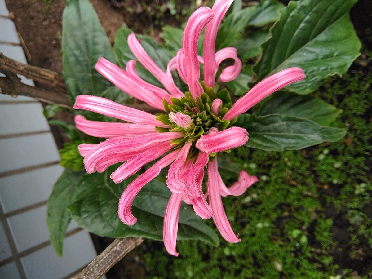 f:id:rikkachange:20190701191622j:plain