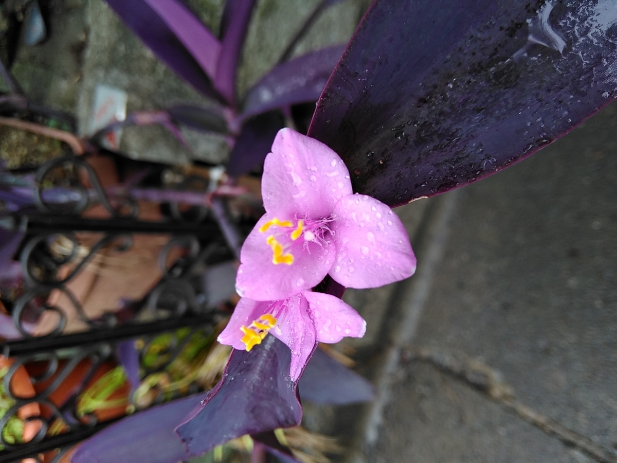 f:id:rikkachange:20190701191655j:plain