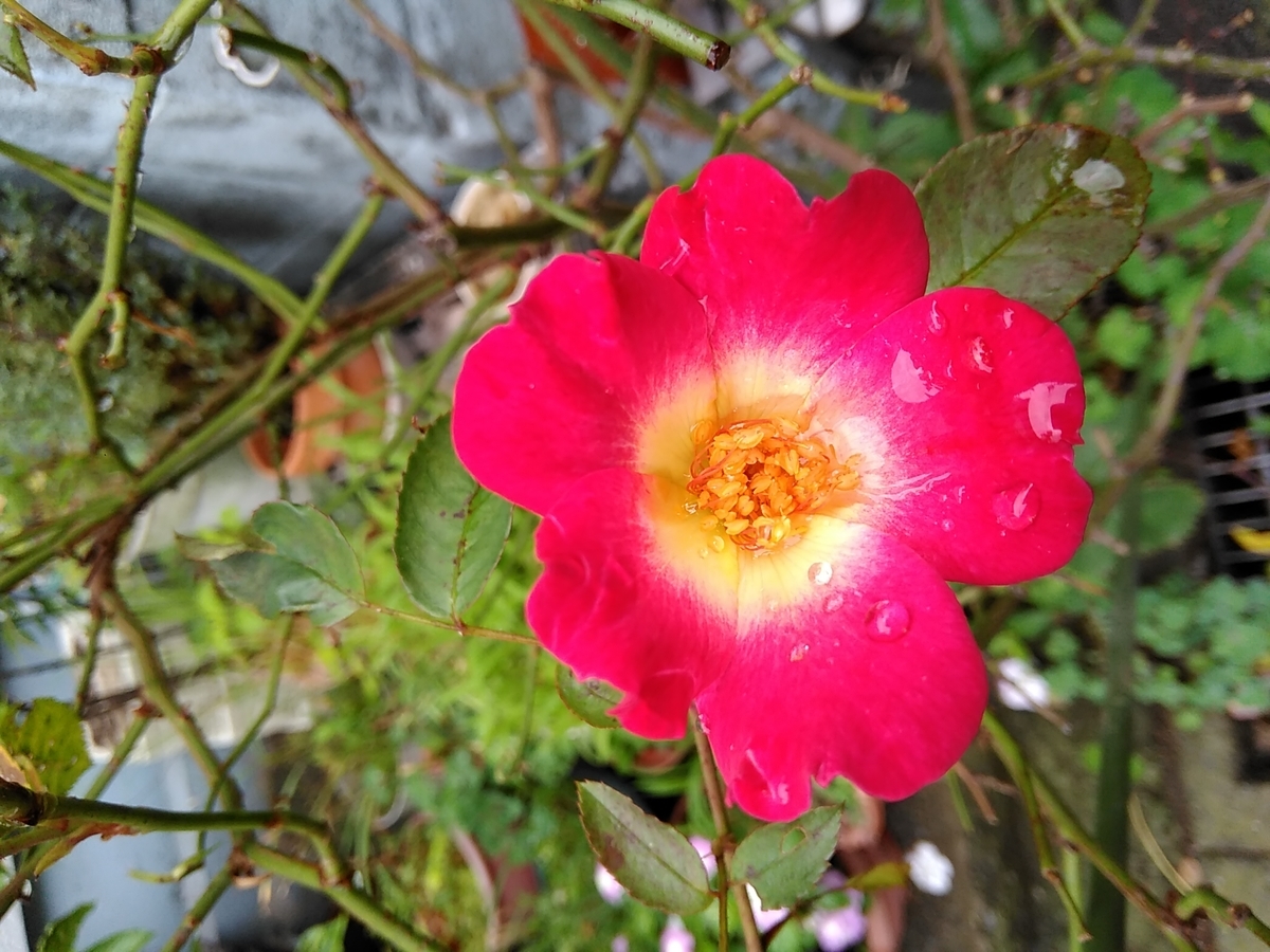 f:id:rikkachange:20190701192657j:plain