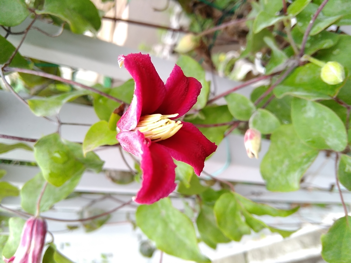 f:id:rikkachange:20190701192749j:plain