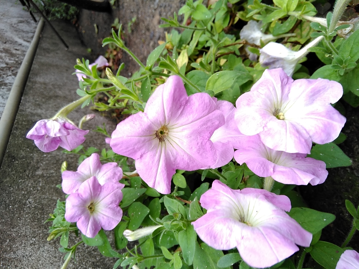 f:id:rikkachange:20190701192811j:plain