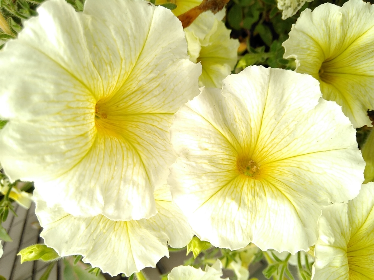 f:id:rikkachange:20190701192858j:plain