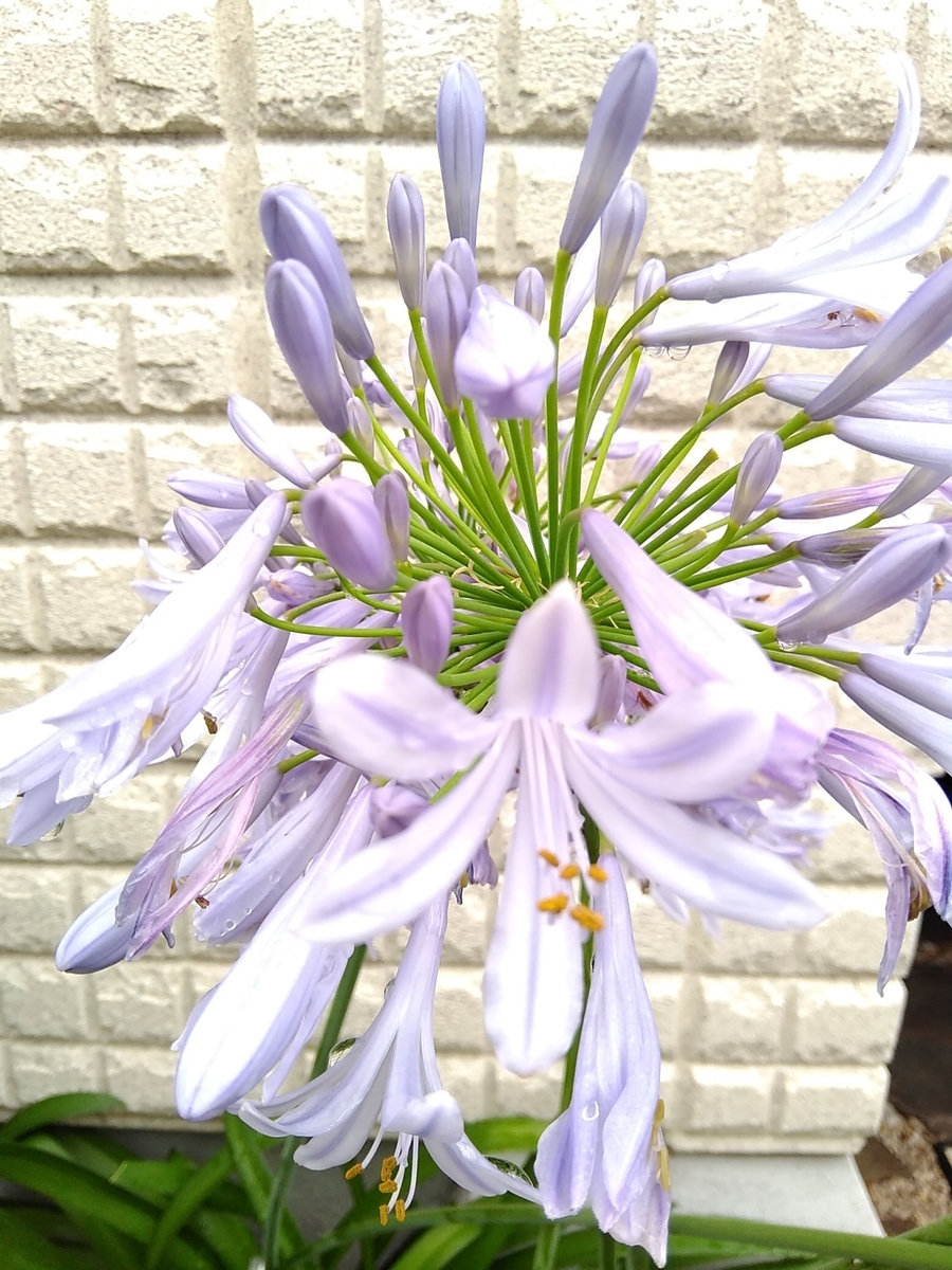 f:id:rikkachange:20190701193148j:plain