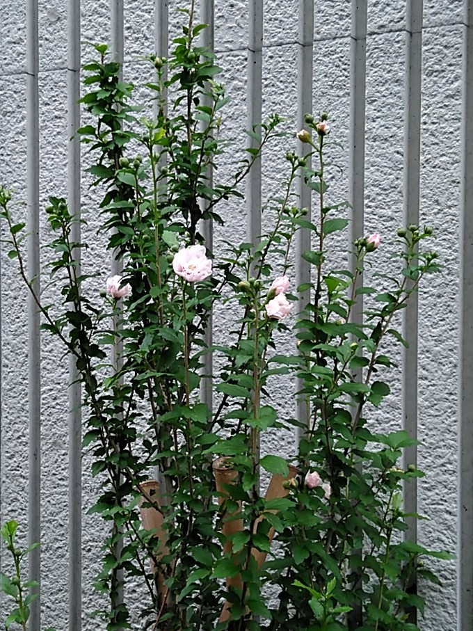 f:id:rikkachange:20190715221742j:plain f:id:rikkachange:20190715221742j:plain