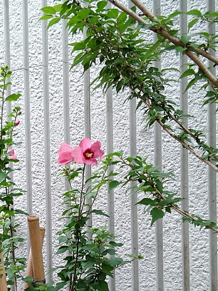 f:id:rikkachange:20190715221802j:plain f:id:rikkachange:20190715221802j:plain