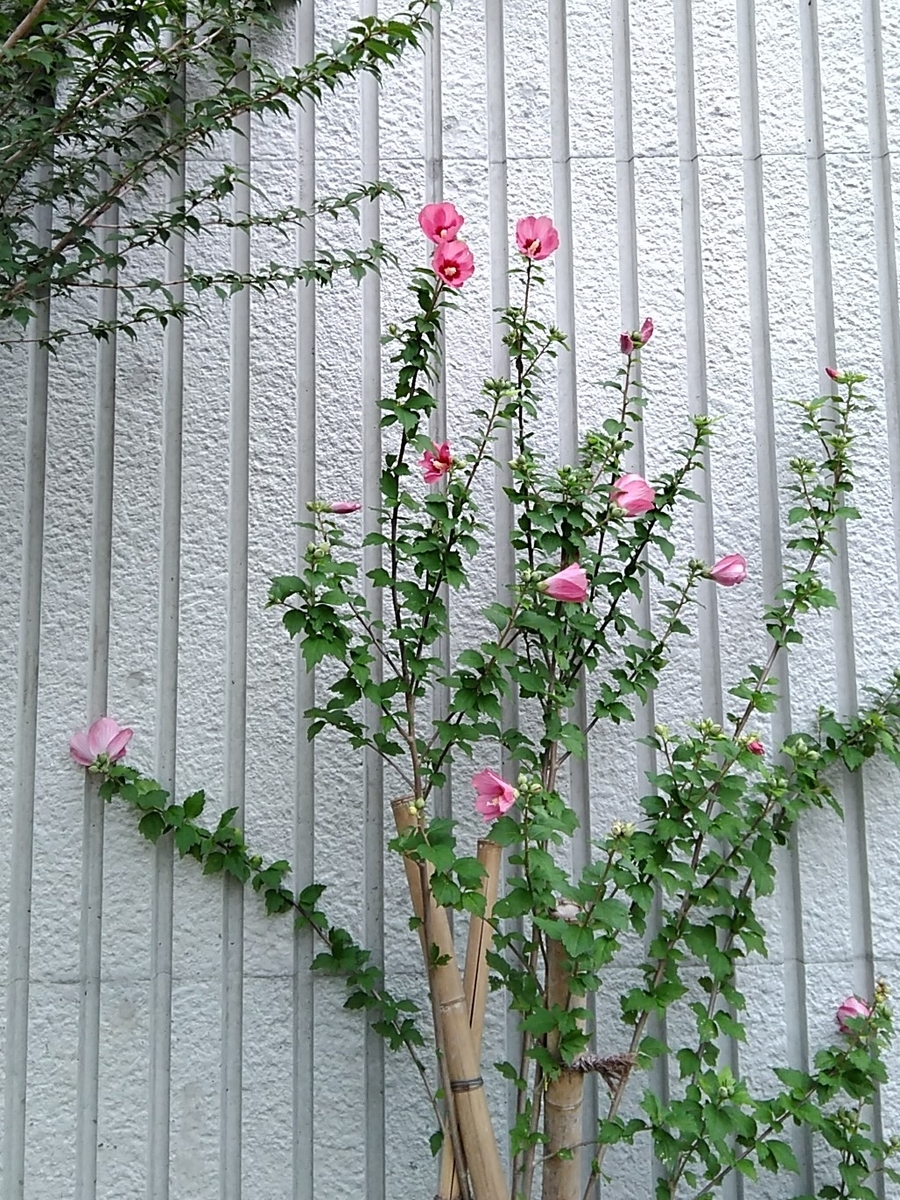 f:id:rikkachange:20190715221823j:plain f:id:rikkachange:20190715221823j:plain