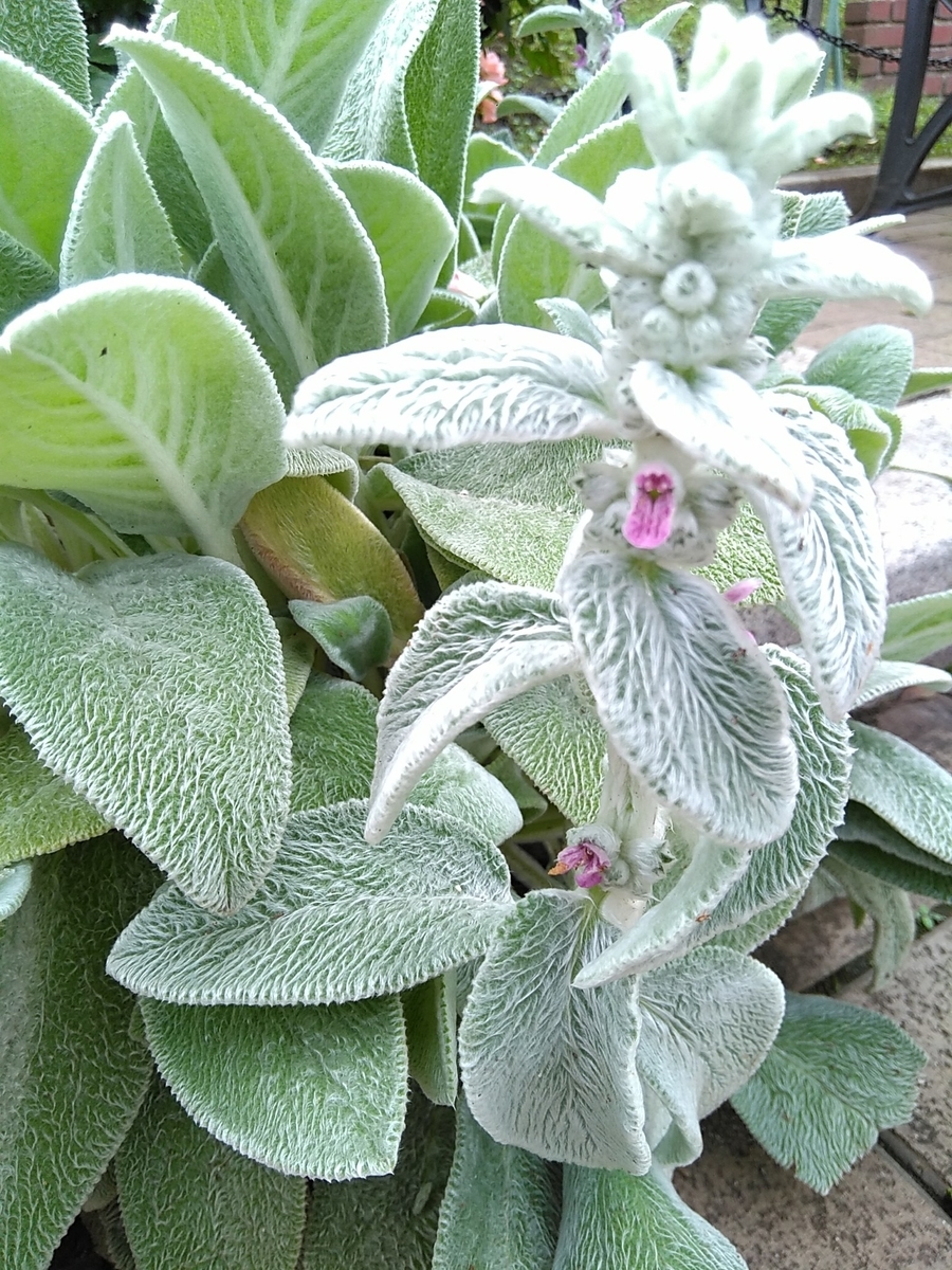 f:id:rikkachange:20190715221846j:plain f:id:rikkachange:20190715221846j:plain