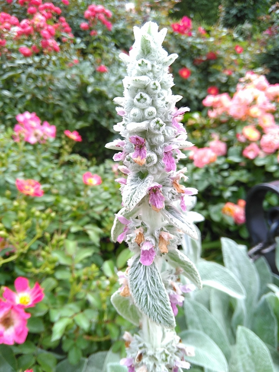 f:id:rikkachange:20190715221910j:plain f:id:rikkachange:20190715221910j:plain