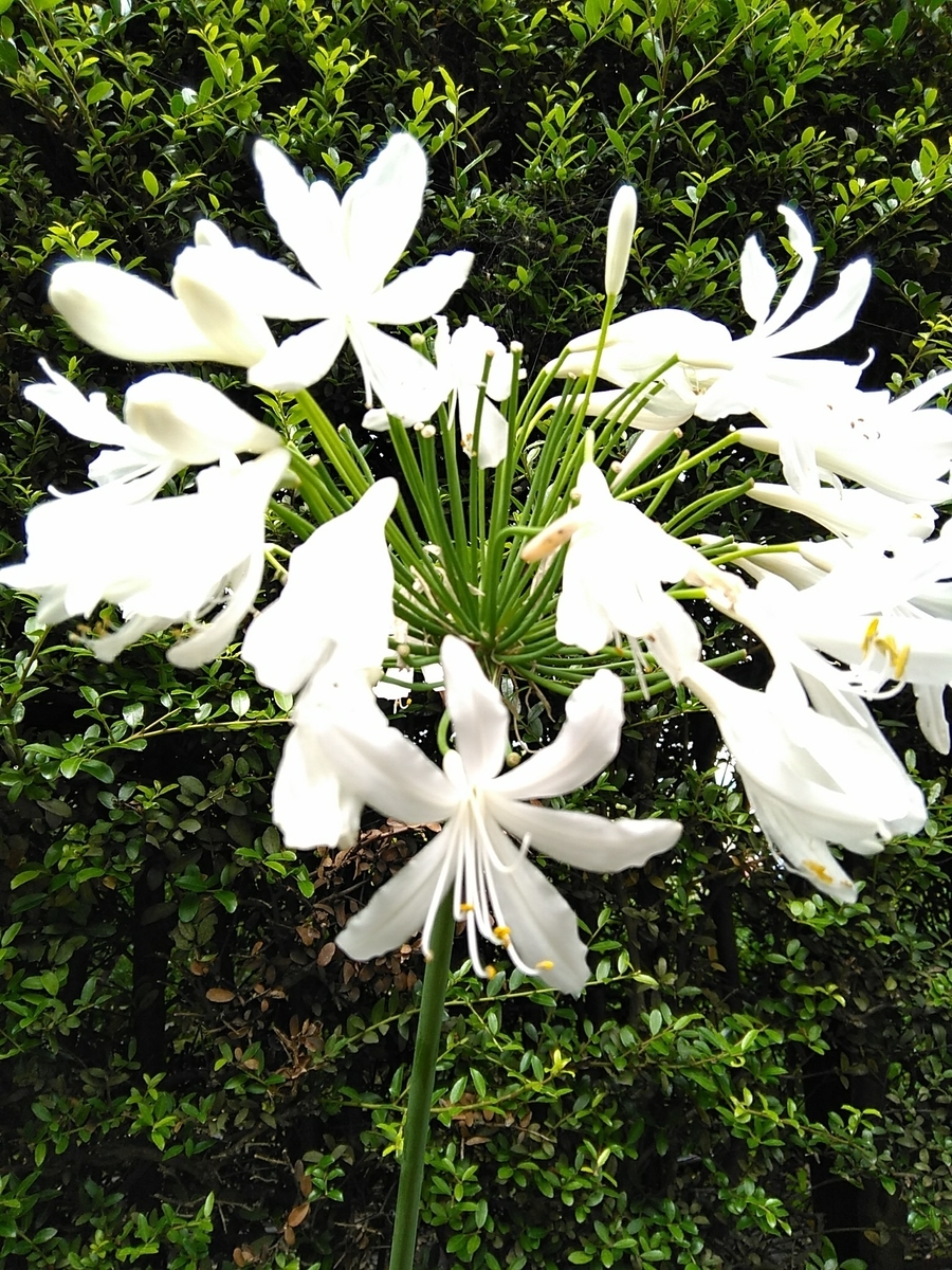 f:id:rikkachange:20190715221931j:plain f:id:rikkachange:20190715221931j:plain