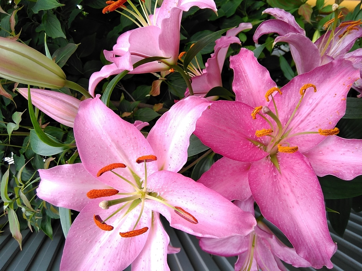 f:id:rikkachange:20190715221954j:plain f:id:rikkachange:20190715221954j:plain