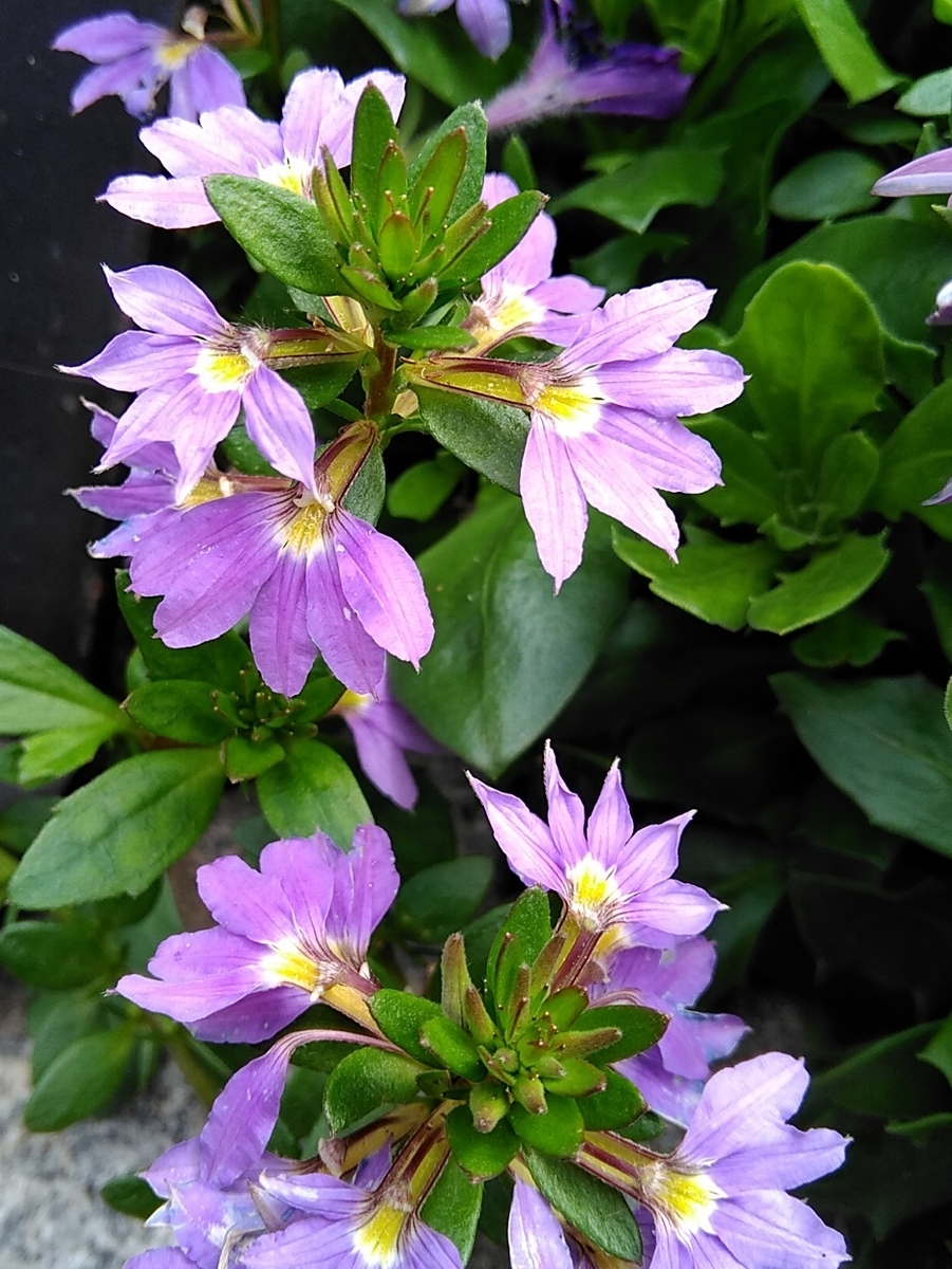 f:id:rikkachange:20190715222015j:plain f:id:rikkachange:20190715222015j:plain