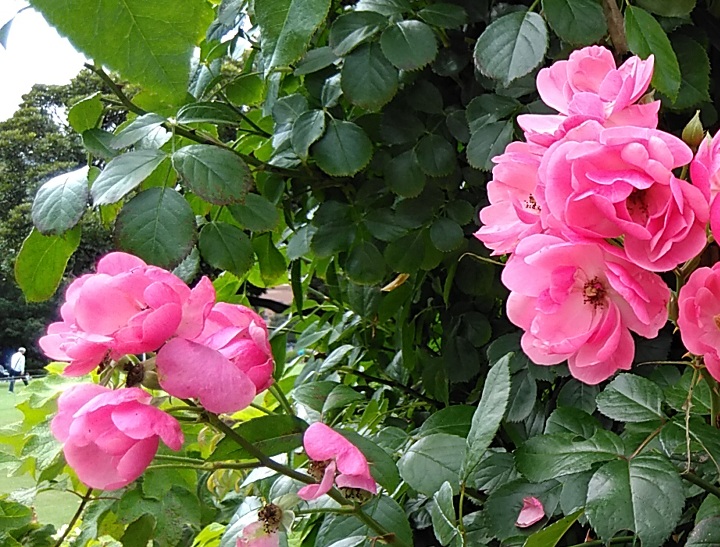 f:id:rikkachange:20190715222031j:plain f:id:rikkachange:20190715222031j:plain