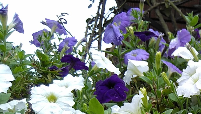 f:id:rikkachange:20190715222104j:plain f:id:rikkachange:20190715222104j:plain