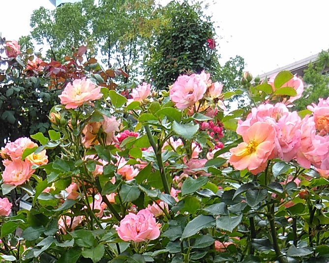 f:id:rikkachange:20190715222123j:plain f:id:rikkachange:20190715222123j:plain