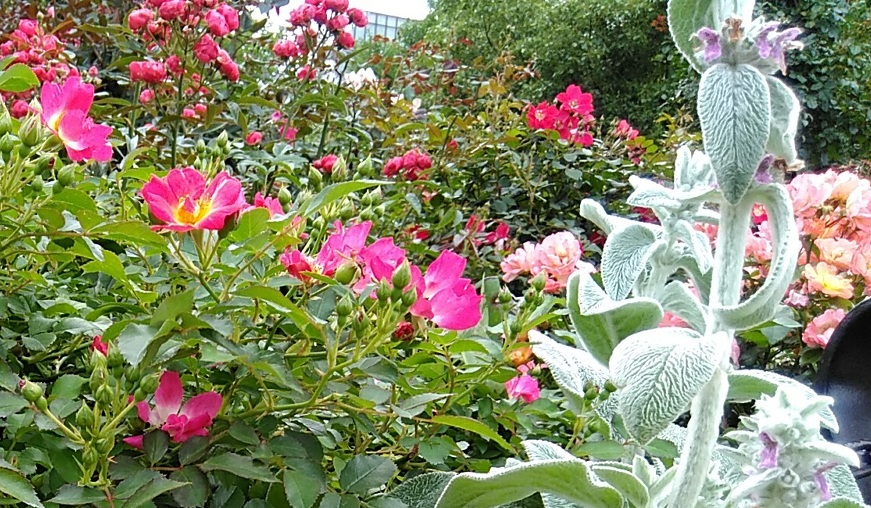 f:id:rikkachange:20190715222138j:plain f:id:rikkachange:20190715222138j:plain