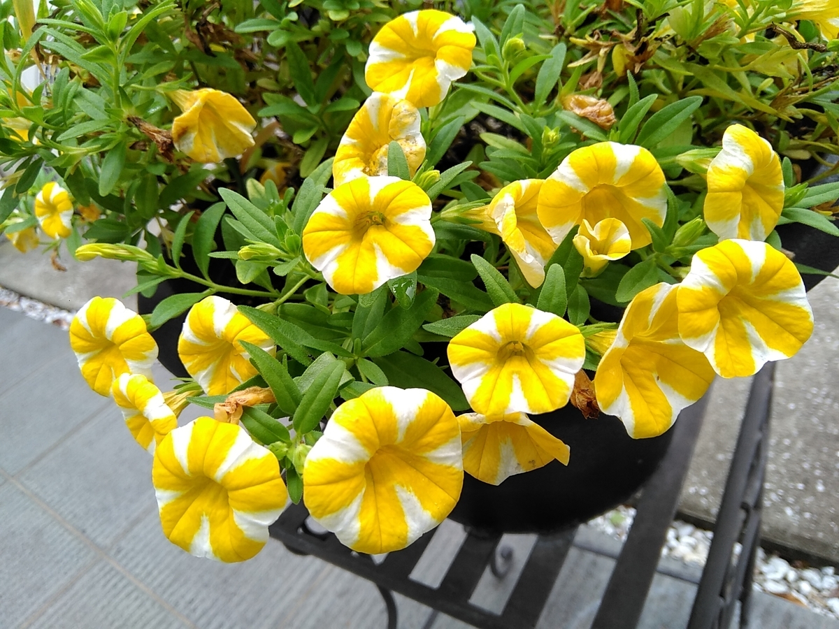 f:id:rikkachange:20190715222207j:plain f:id:rikkachange:20190715222207j:plain