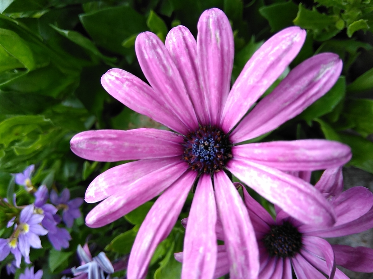 f:id:rikkachange:20190715222246j:plain f:id:rikkachange:20190715222246j:plain