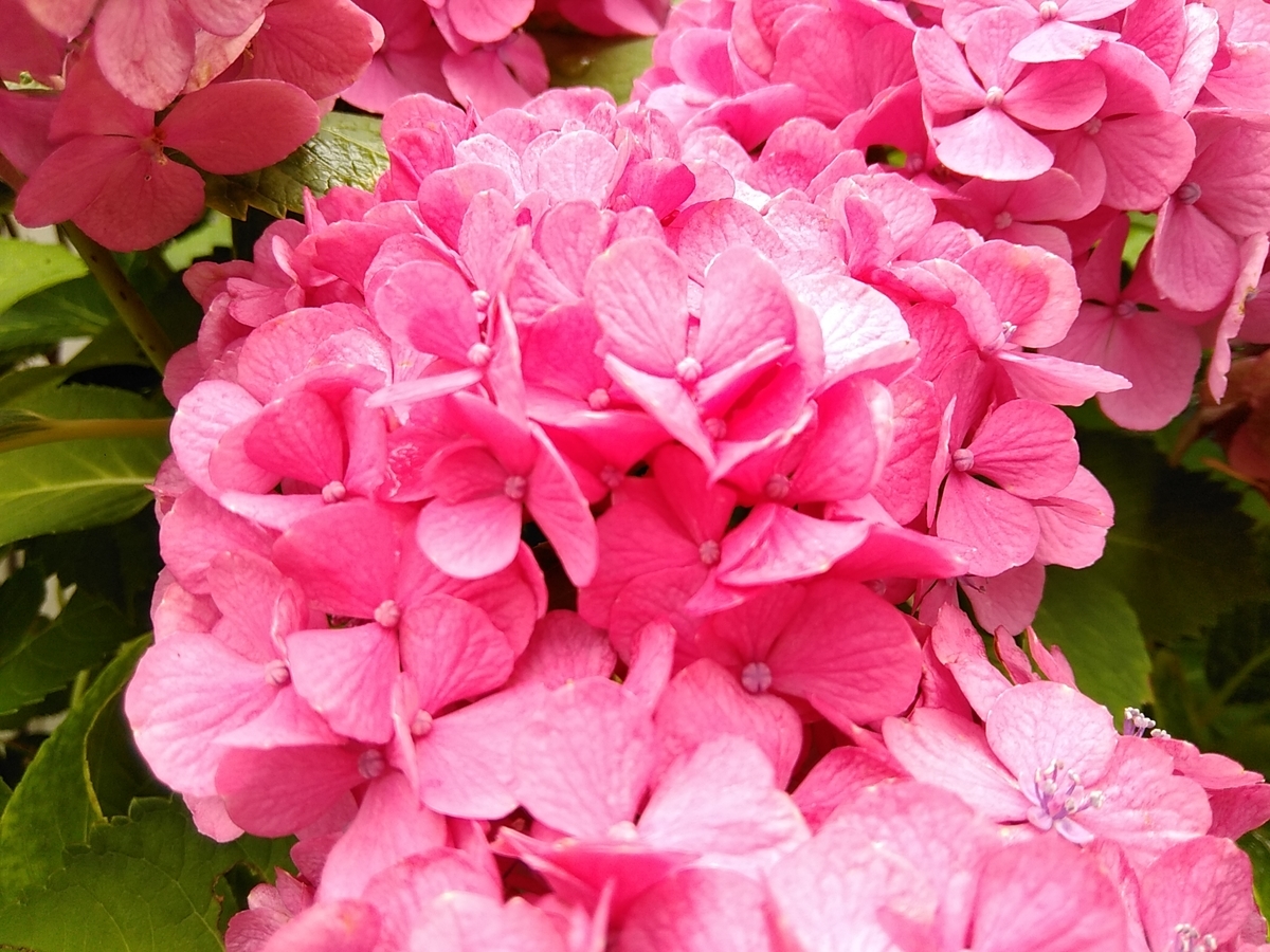 f:id:rikkachange:20190715222342j:plain f:id:rikkachange:20190715222342j:plain