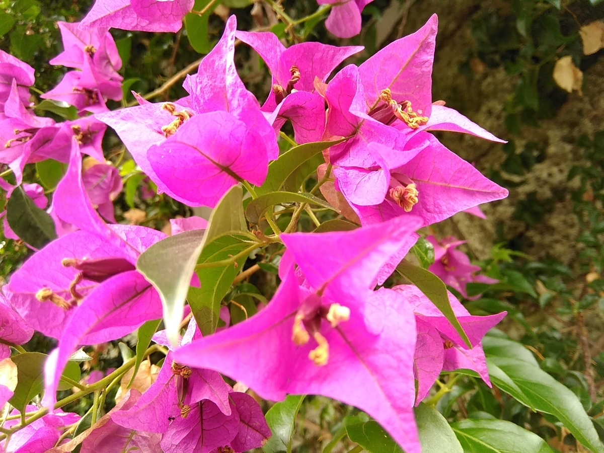 f:id:rikkachange:20190715222416j:plain f:id:rikkachange:20190715222416j:plain