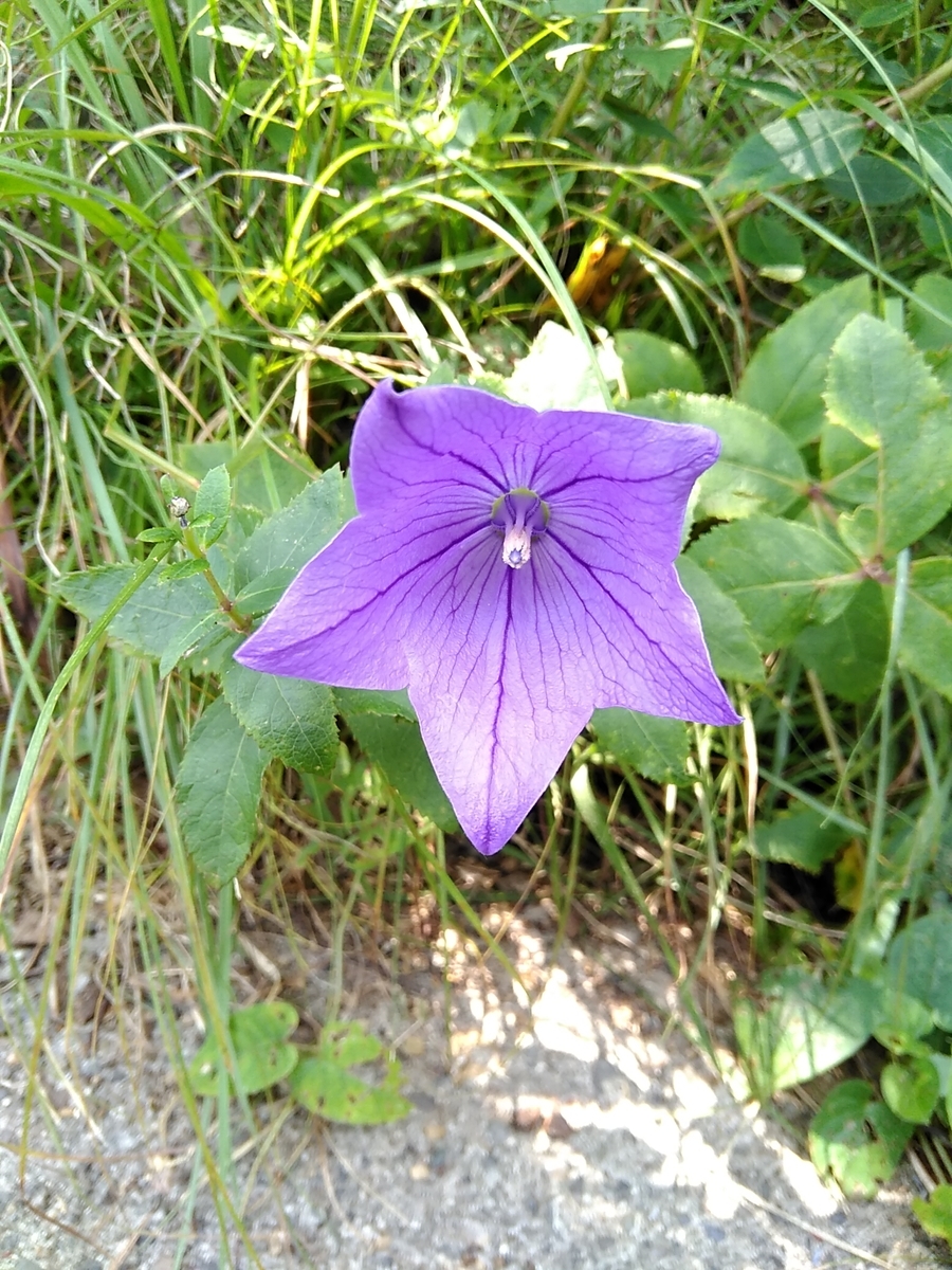 f:id:rikkachange:20190725093734j:plain