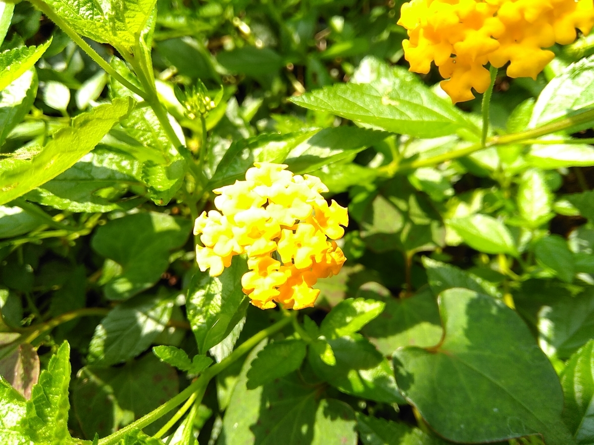 f:id:rikkachange:20190725093819j:plain