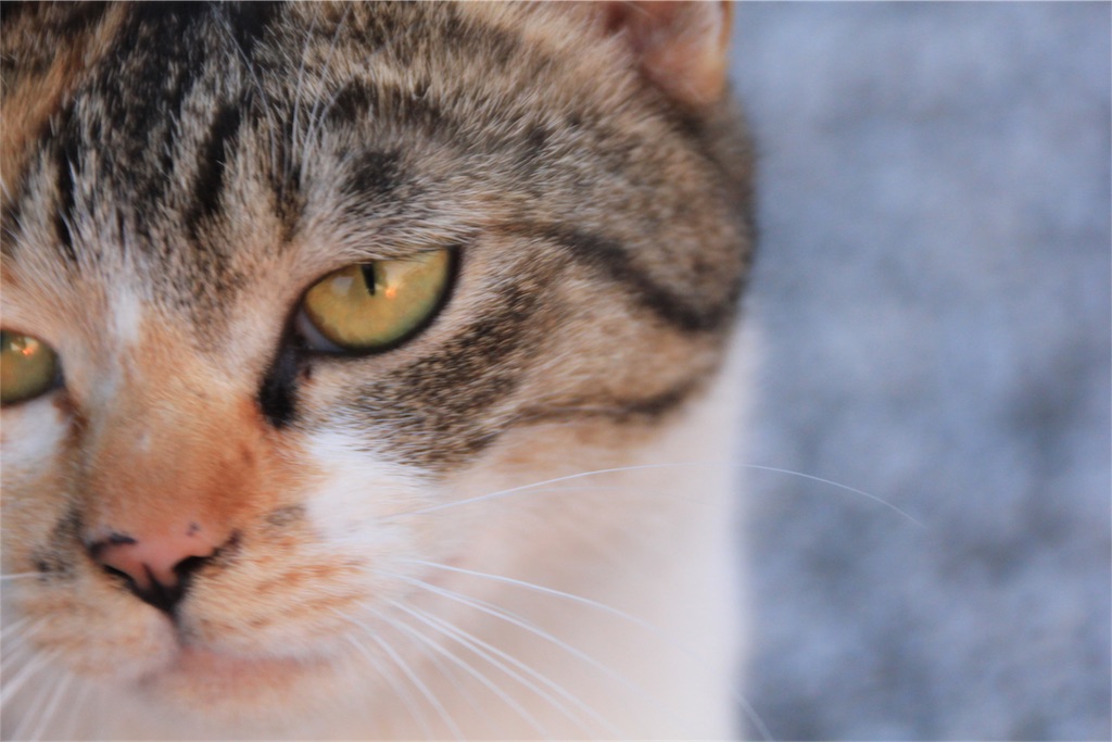 f:id:rikkei:20180316115622j:image f:id:rikkei:20180316115622j:image