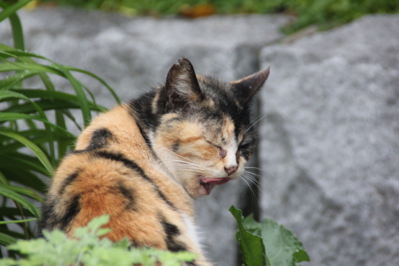 f:id:rikkei:20180729203718j:plain f:id:rikkei:20180729203718j:plain