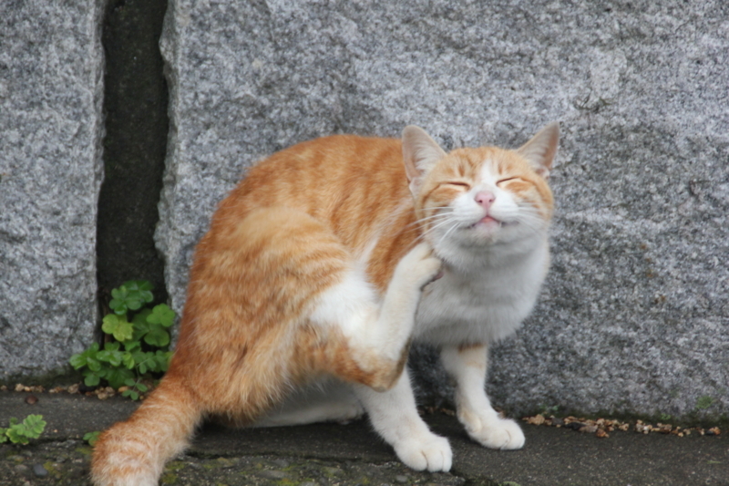 f:id:rikkei:20180729203719j:plain f:id:rikkei:20180729203719j:plain