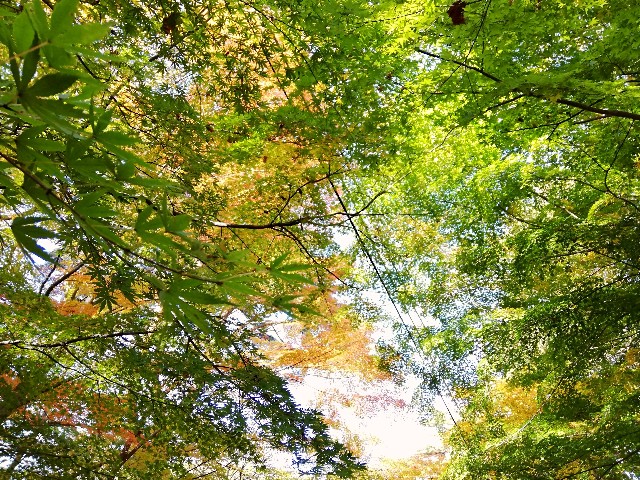 f:id:rikkei:20181118191750j:image