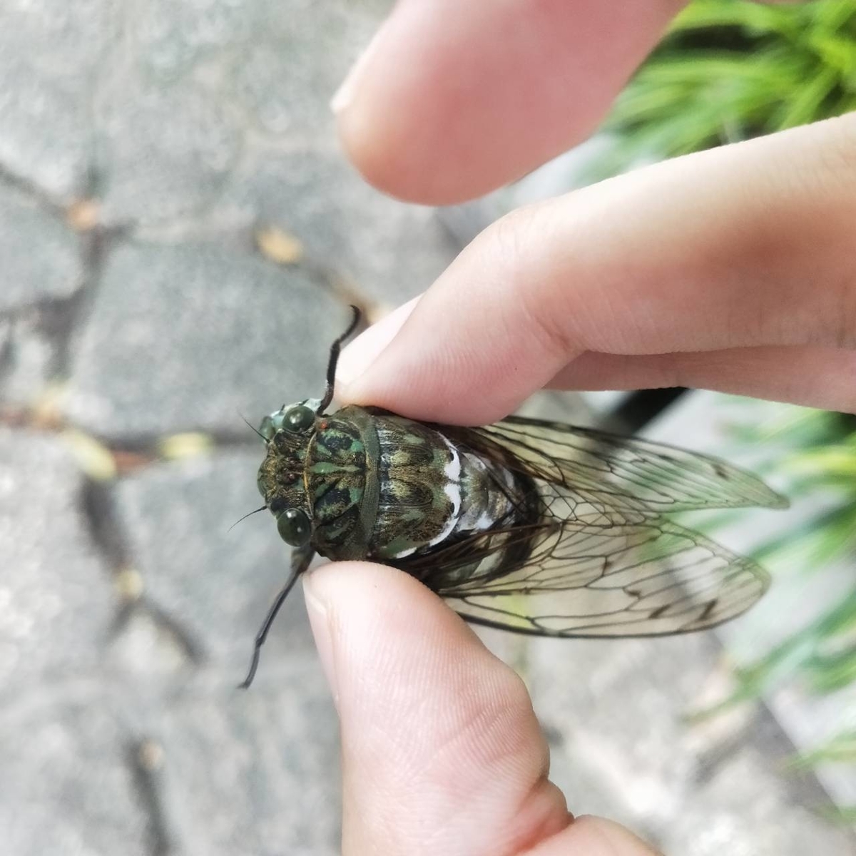 f:id:rikkyouseidan:20190802011025j:plain