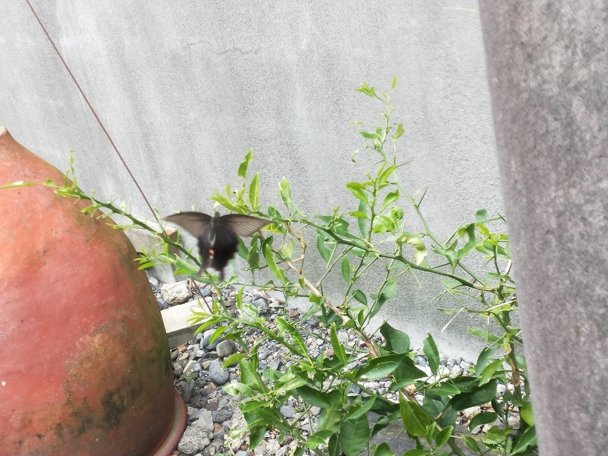 f:id:rikkyouseidan:20190802011235j:plain