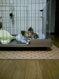 f:id:riku-mama:20100329201357j:image