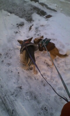 f:id:riku-mama:20101216073924j:image