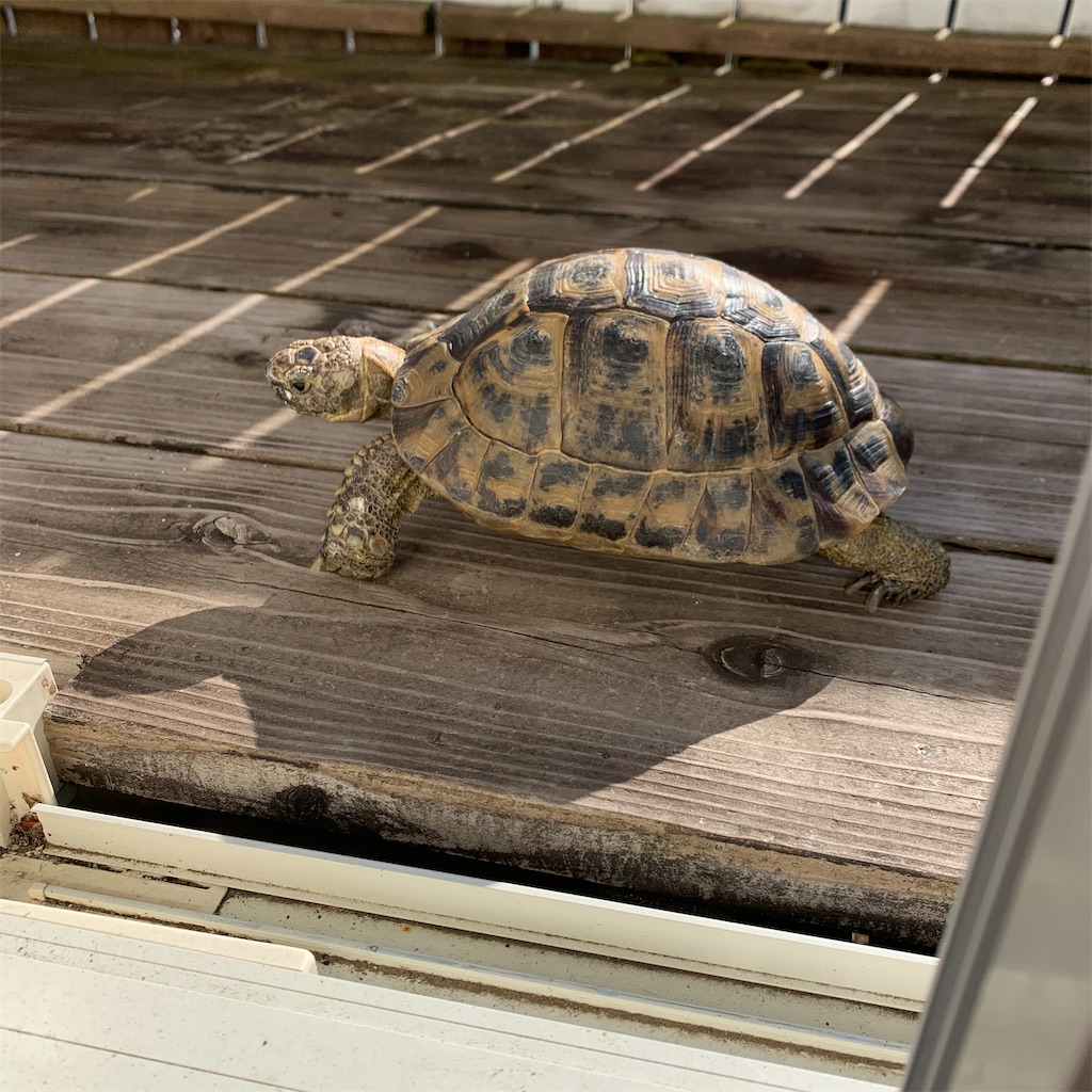 f:id:riku-nati:20200227104255j:image