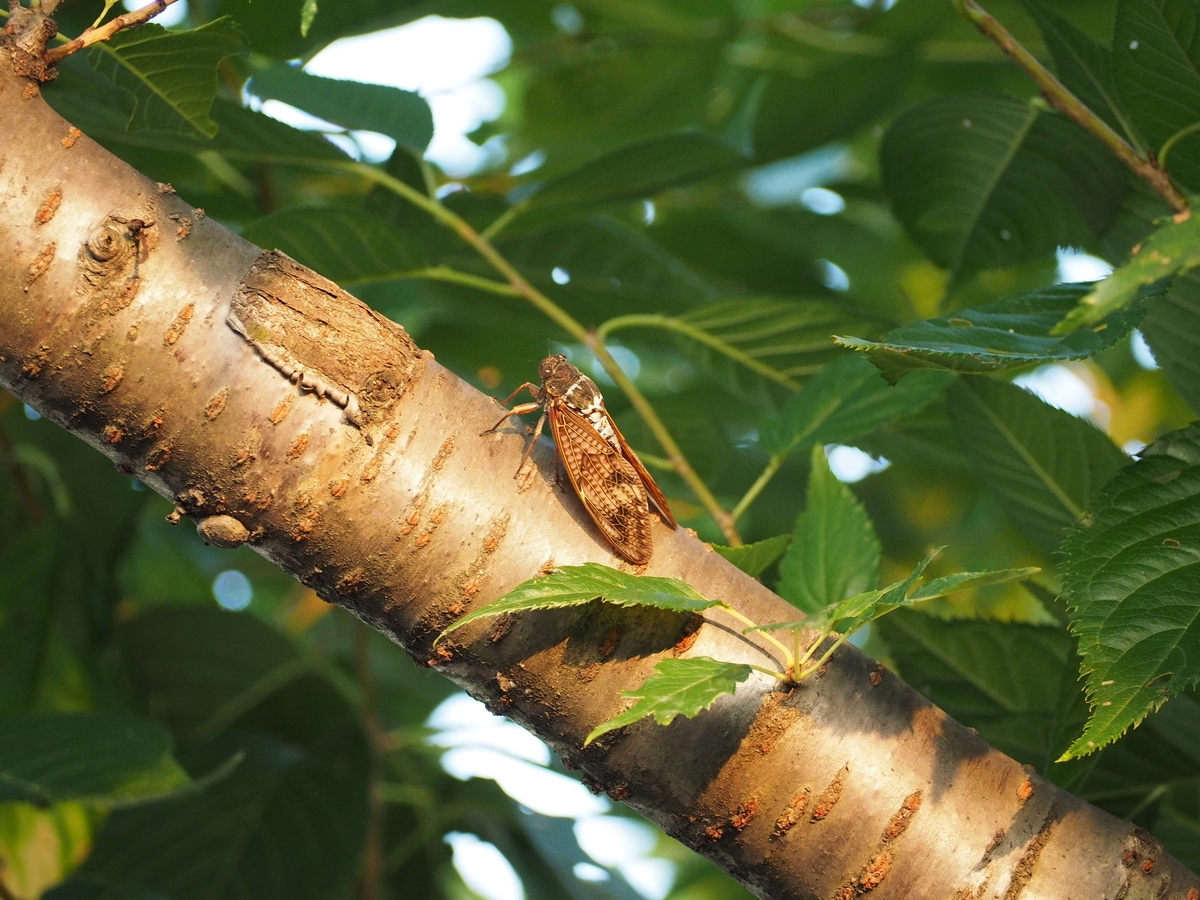 f:id:rikukou:20200810032909j:plain f:id:rikukou:20200810032909j:plain