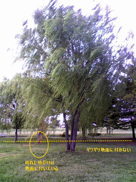 f:id:rikunora:20100925212934p:image