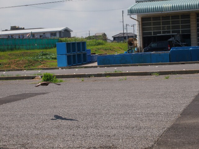 f:id:rikuomofu2:20170816233359j:image f:id:rikuomofu2:20170816233359j:image