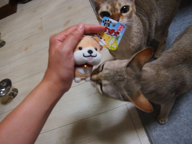 f:id:rikuomofu2:20170816233616j:image f:id:rikuomofu2:20170816233616j:image