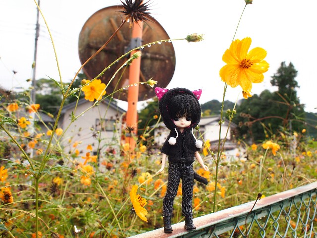 f:id:rikuomofu2:20171018230215j:image