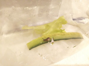 カタツムリ１