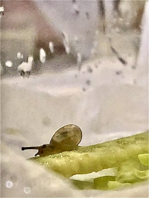 カタツムリ２