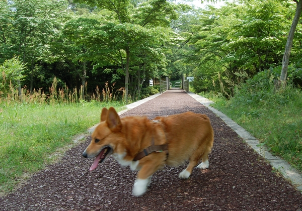 f:id:rikuzen:20080517103647j:image