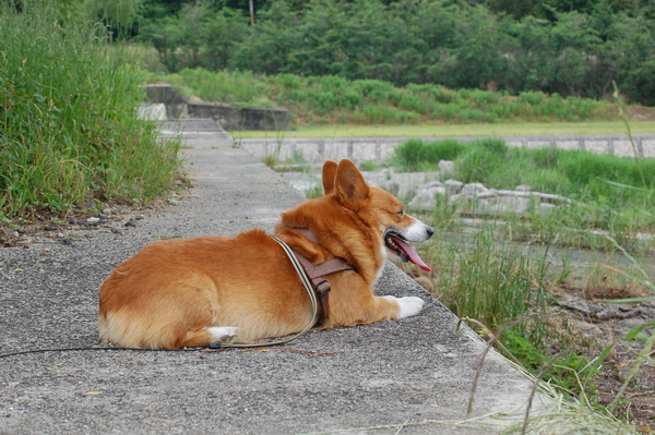 f:id:rikuzen:20080524100839j:image