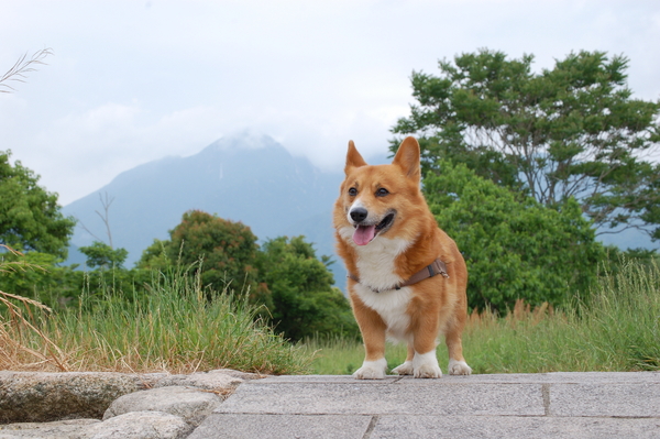 f:id:rikuzen:20080524101815j:image