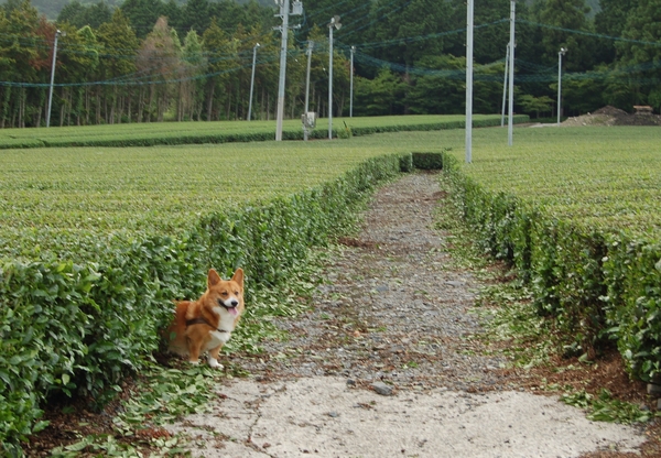 f:id:rikuzen:20080601180215j:image