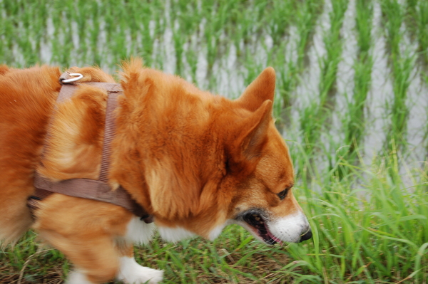 f:id:rikuzen:20080608081925j:image